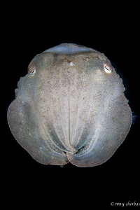 Fact: Cuttlefish have three hearts and green-blue blood. by Tony Cherbas 